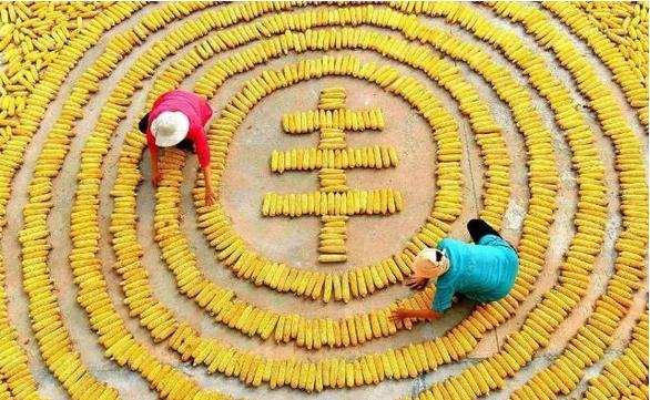 東北三省糧食產(chǎn)量達到2666億斤，約占全國糧食總產(chǎn)量的20.3%，黑龍江省繼續(xù)是全國糧食產(chǎn)量第一大省?????