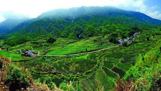 咸寧重振雄風推進茶文旅融合，做深做優(yōu)做強茶產(chǎn)業(yè)